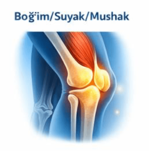 Bo‘g‘im/Suyak/Mushak